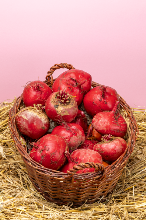 Bio Rote Bete ‚Tondo di Chioggia’, 1 kg