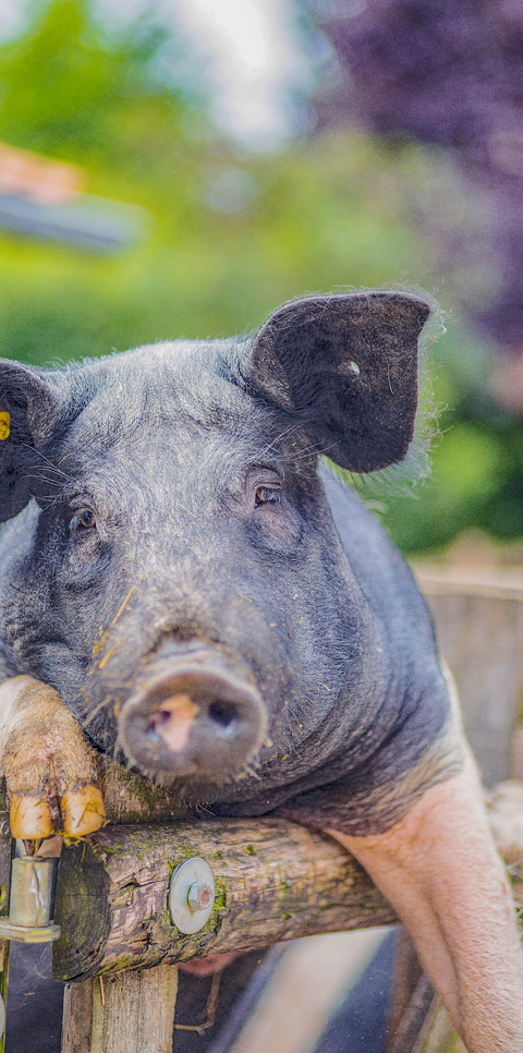 Postkarte Schweine Angler Sattelschwein 3