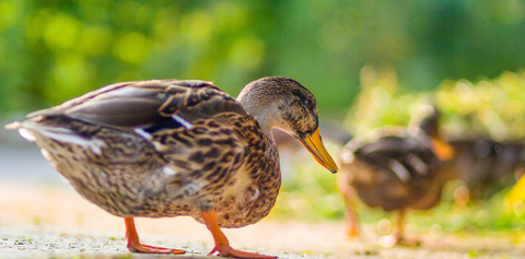 Postkarte Unsere Enten