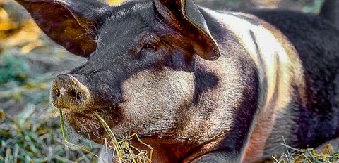 Postkarte Schweine Angler Sattelschwein 2