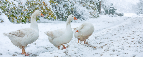 Postkarte Gänse im Schnee