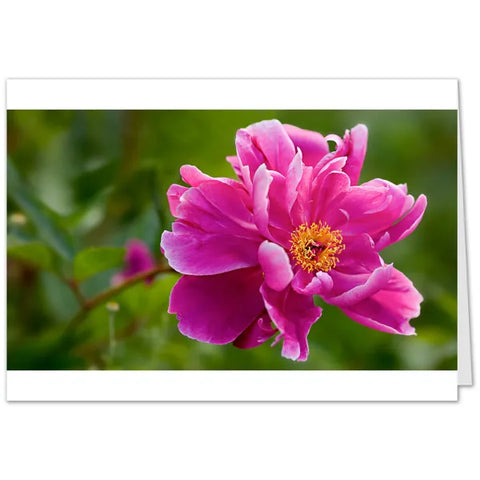 Tulipa Pfingstrose Grußkarten - SamMarket