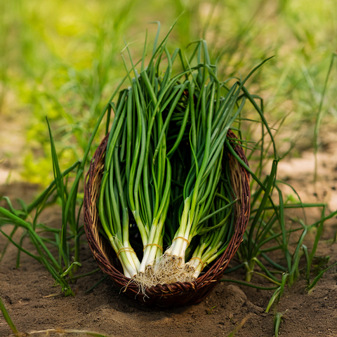 Bio Frühlingszwiebel, 1 kg - SamMarket